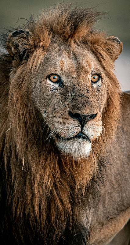 Bush to beach, city to vineyards safari