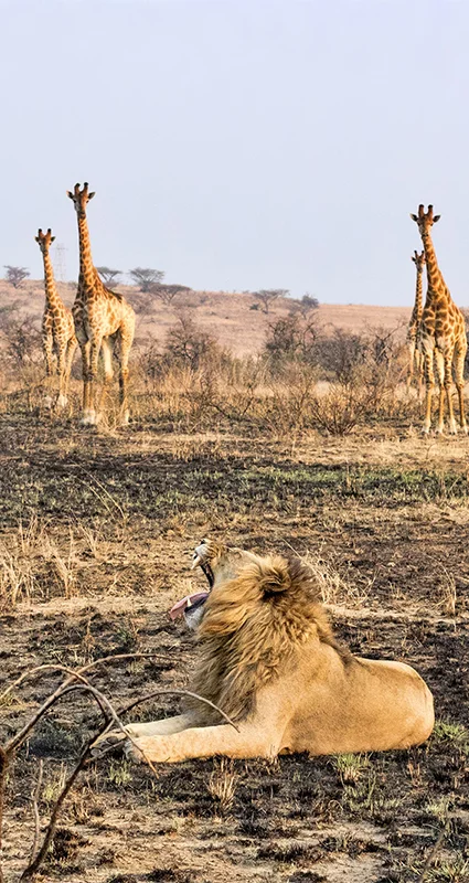 Nambiti Private Game Reserve