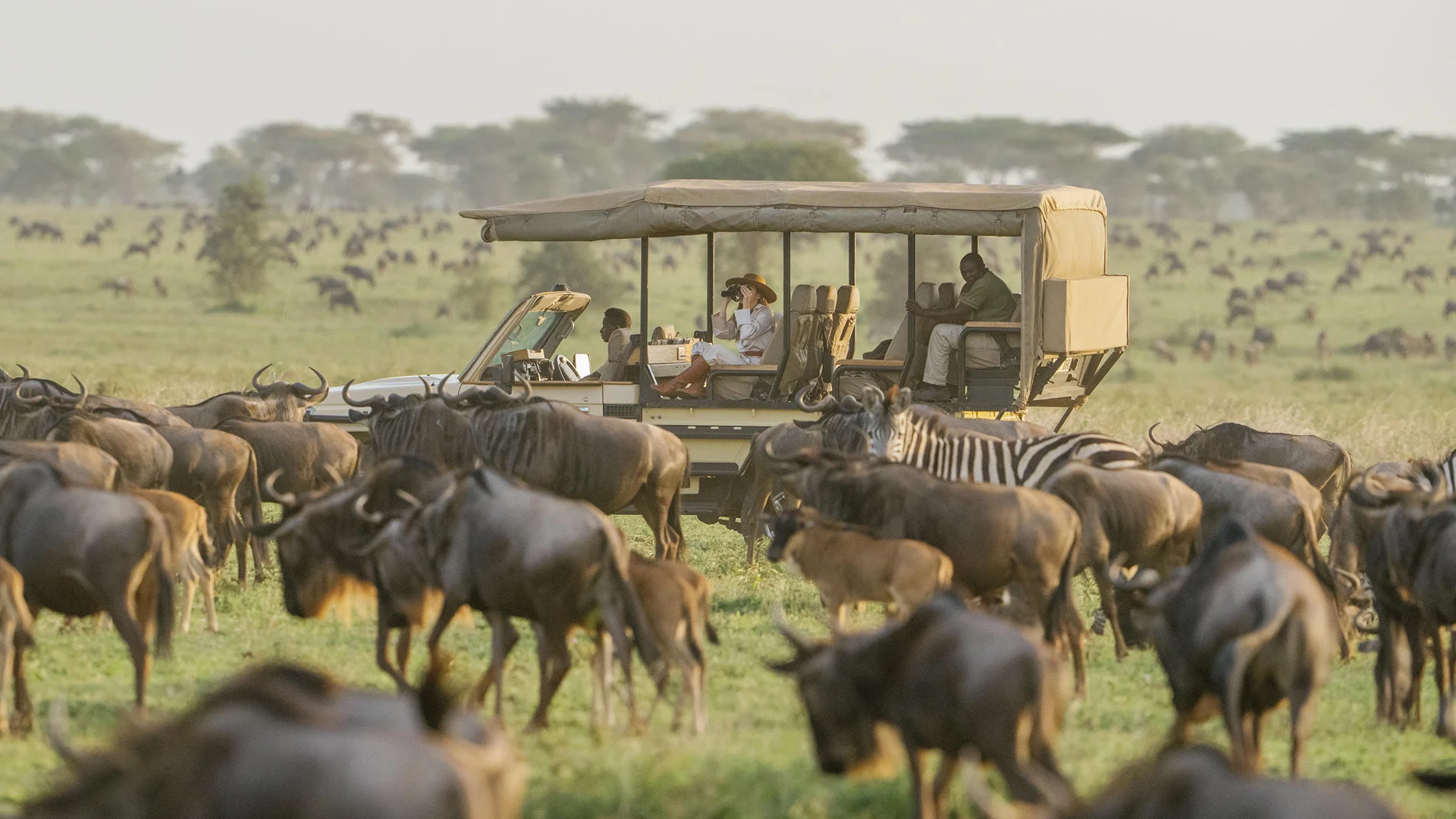 Safari vehicle surrounded by wildebeest and zebra during the Great Migration in Serengeti National Park, Tanzania