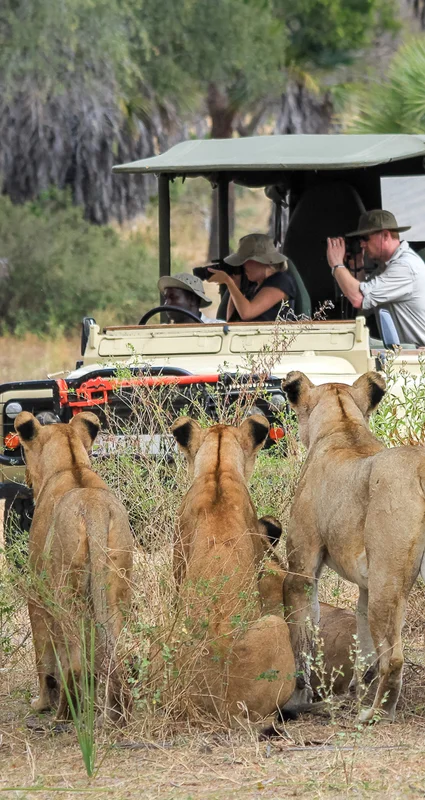 Lion pride resting beside a safari vehicle during a wildlife viewing experience in Serengeti National Park, Tanzania