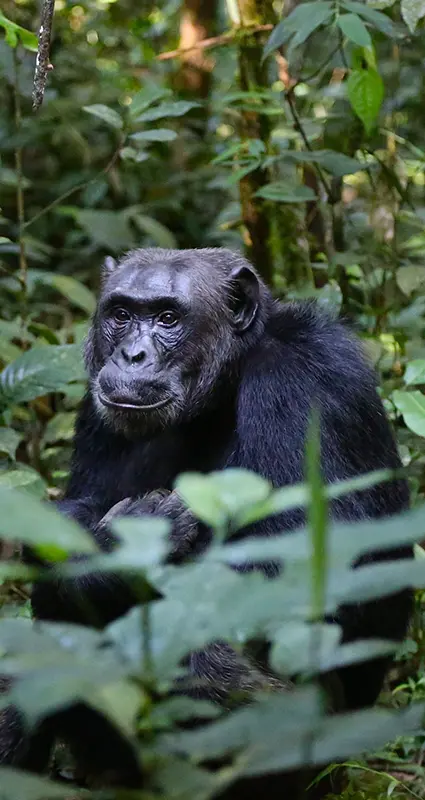 Chimpanzee sitting in the forest in Tanzania's Western Circuit