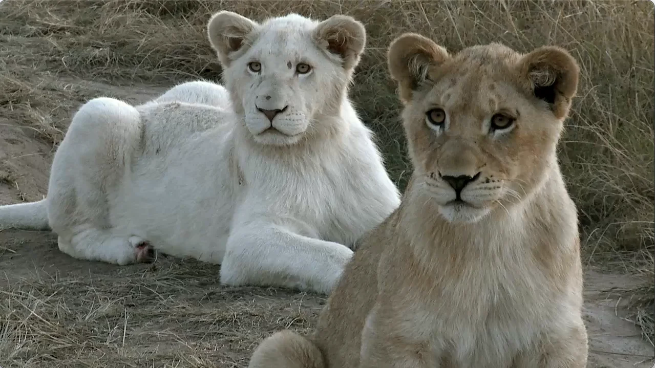 Pumba Game Reserve white lions
