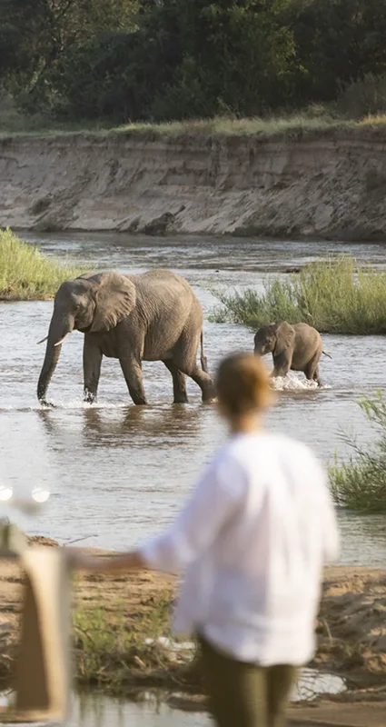 Couple on a luxury safari watch a herd of elephants, including calves, crossing a shallow river in front of their private wildlife viewing spot