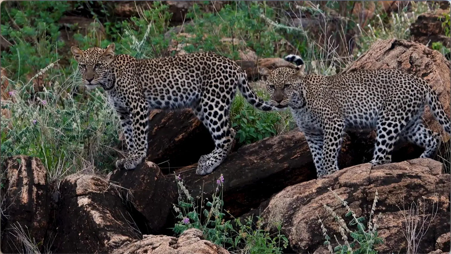 Samburu in Kenya