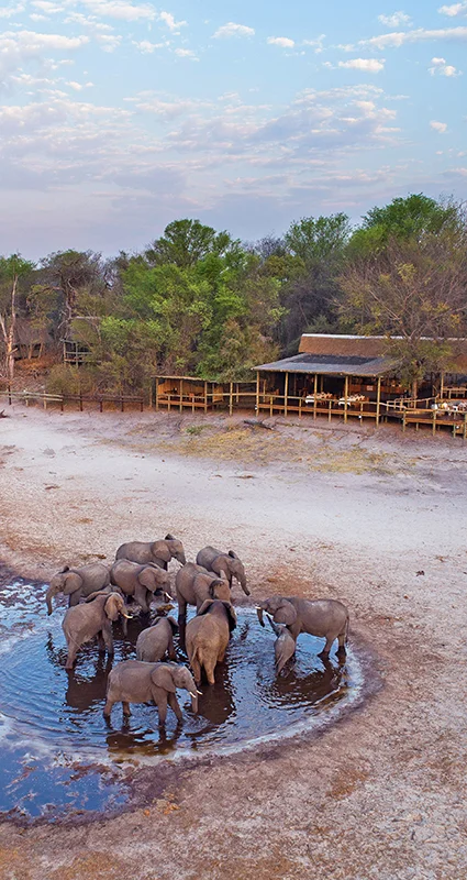 Aerial view of a herd of elephants gathered at a watering hole beside Savute Safari Lodge in the Savuti region of Chobe National Park, Botswana