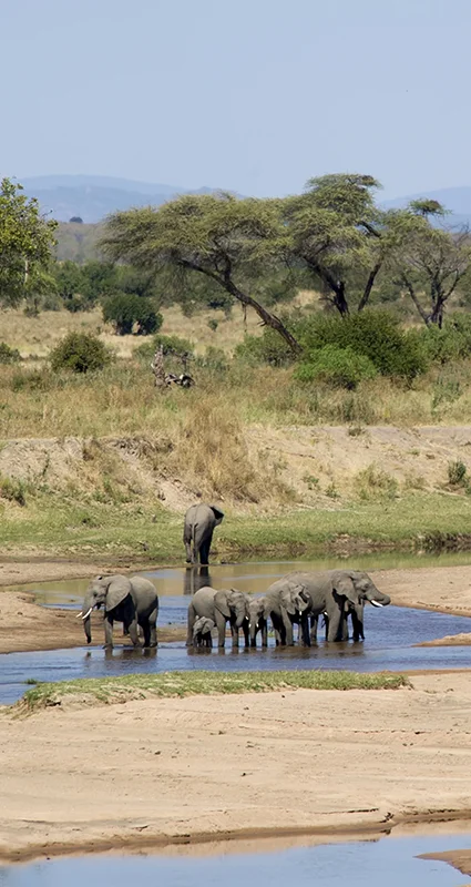 Herd of elephants crossing a river in Nyerere National Park, Tanzania