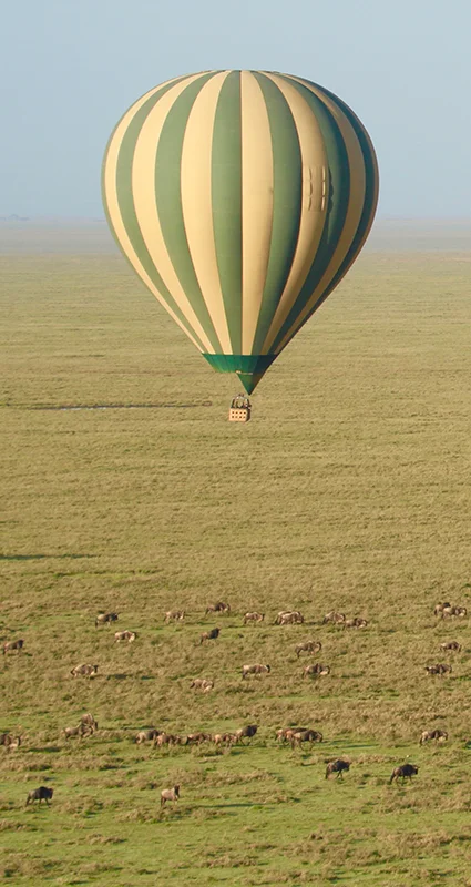 Hot air balloon floating above wildebeest herds on the Serengeti plains at sunrise