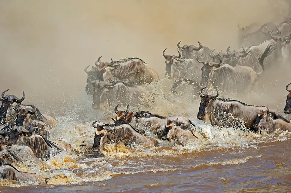 Wildebeest crossing a river in the great migration