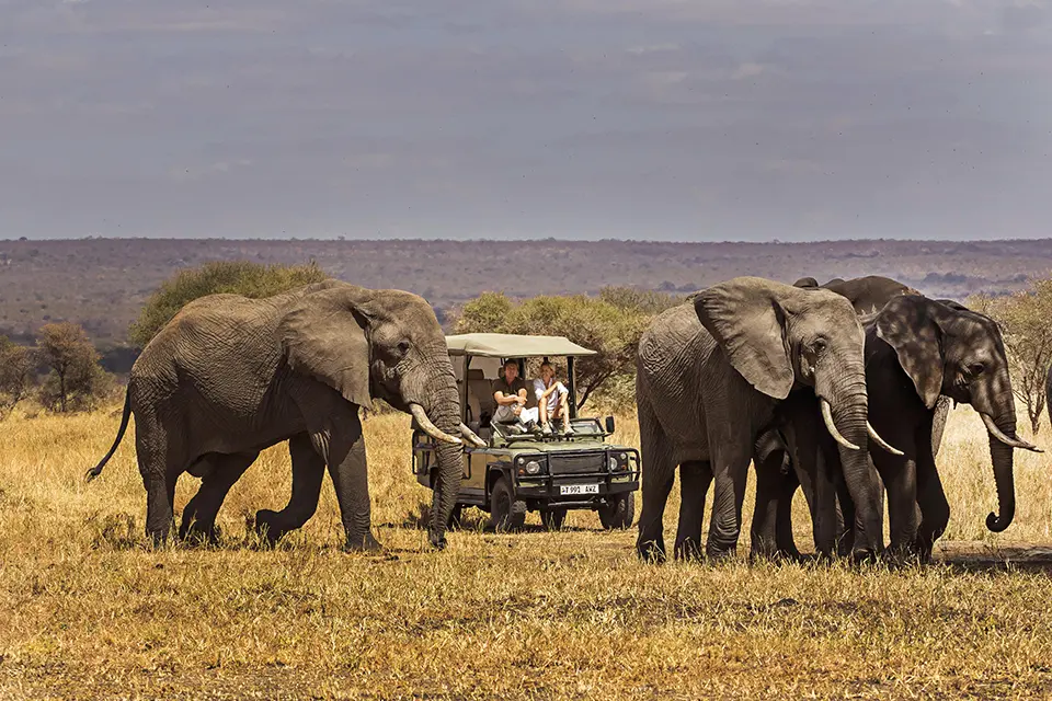 Elephants on safari