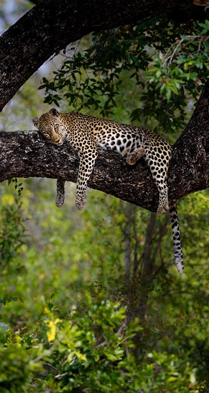 Leopard resting in a tree in Timbavati Private Nature Reserve, Greater Kruger