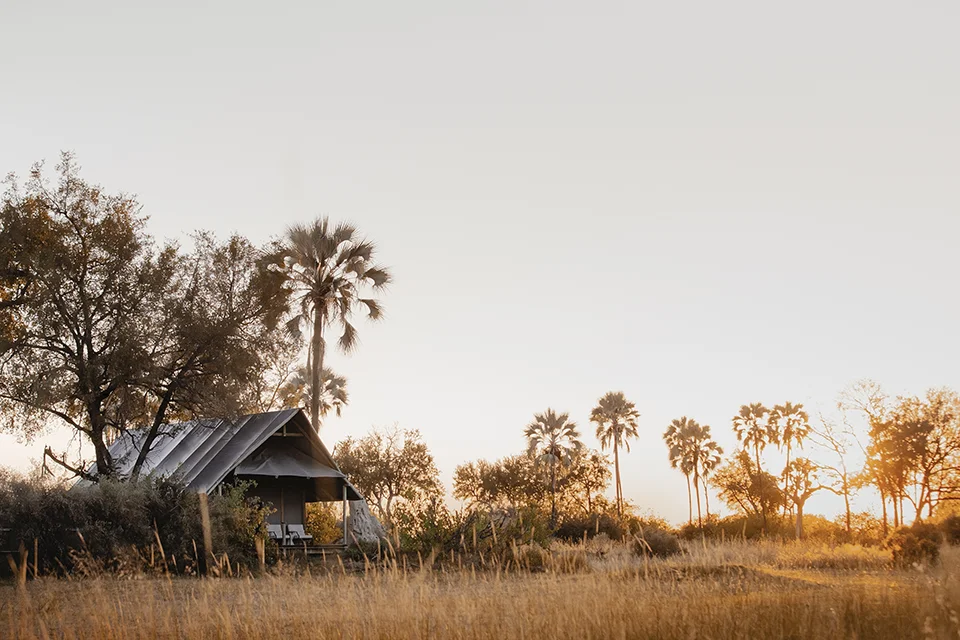 Luxury safari tent surrounded by palms and golden grass at Chitabe Lediba, Botswana