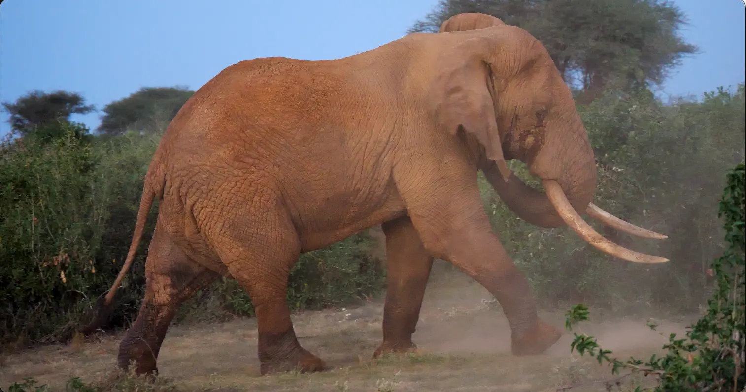 Video clip from Tsavo West showing tuskers, leopard and game drive vehicle