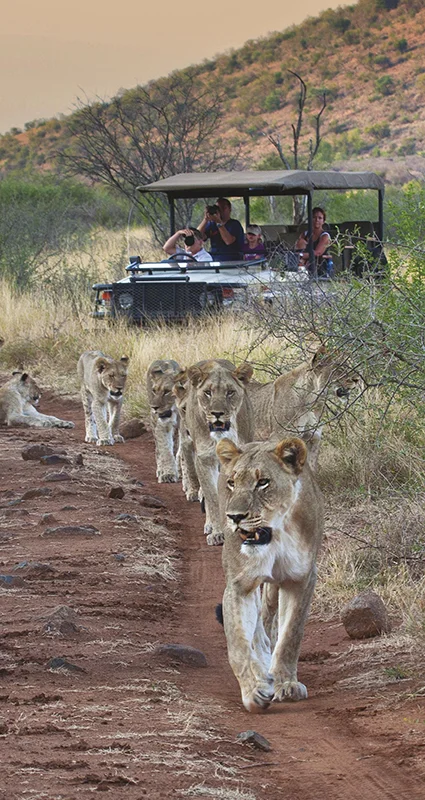 A pride of lions walks along a dirt track through dry bushland, with an open safari vehicle carrying tourists following behind