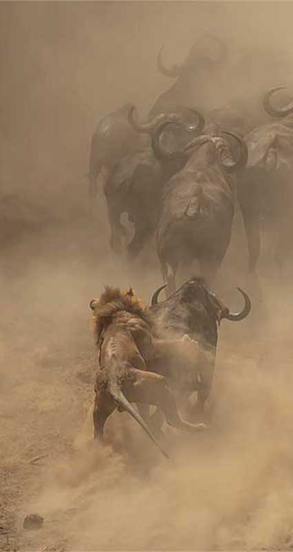 Chitake Springs safari