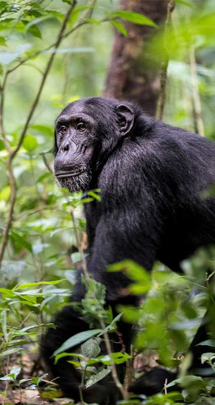 Kibale chimp trek