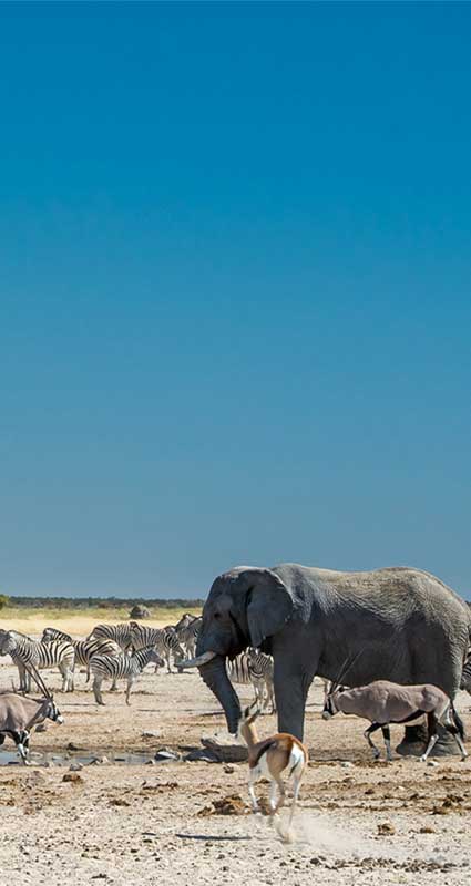 Etosha safari