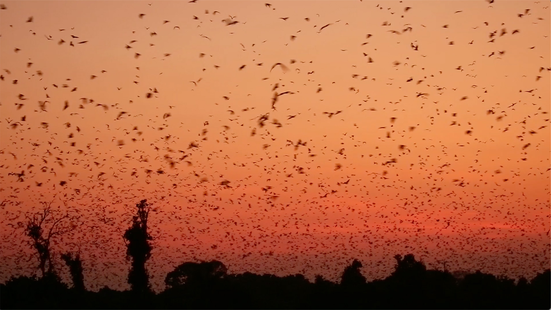 African safari in November