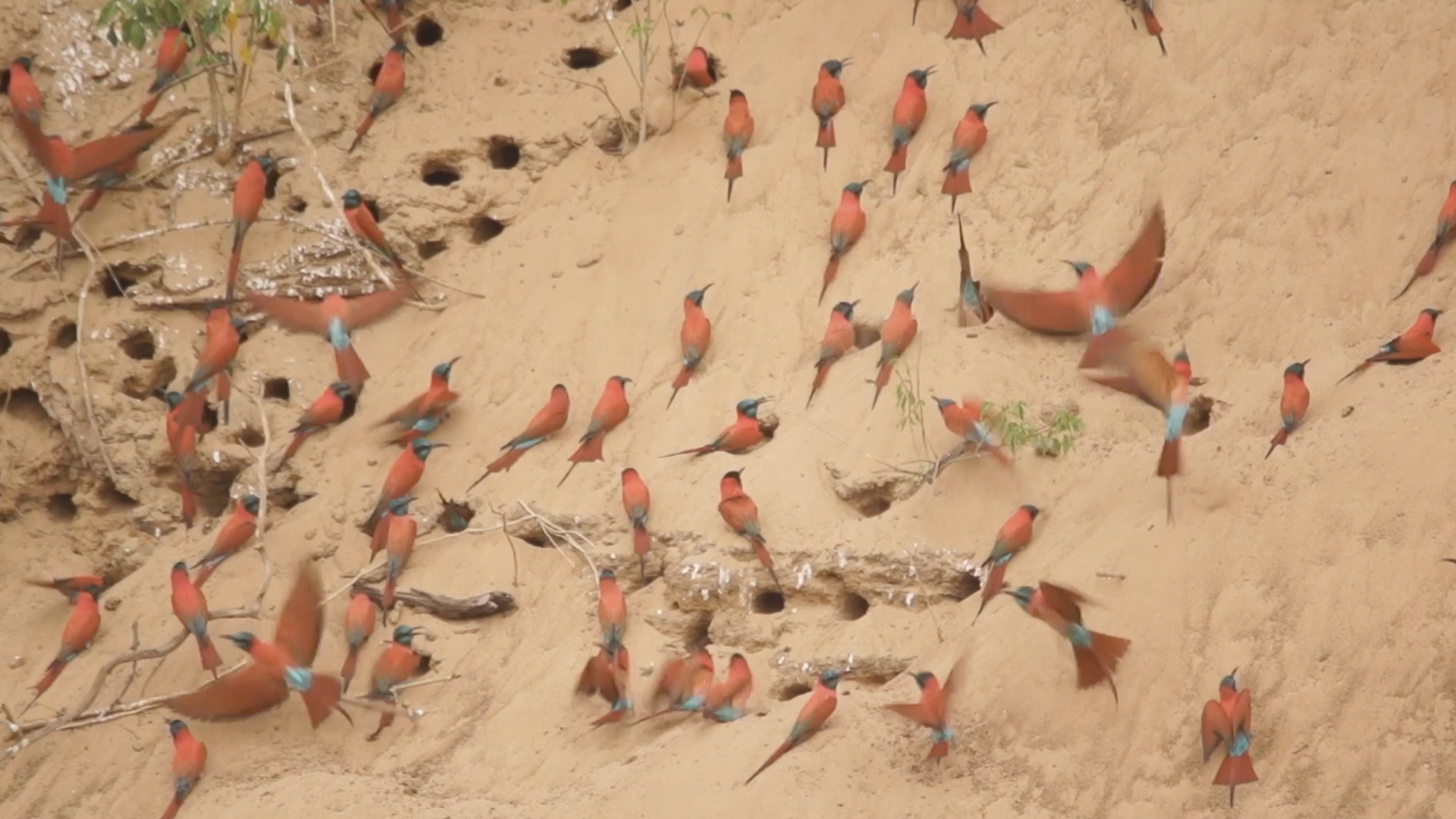 Safari camps and lodges