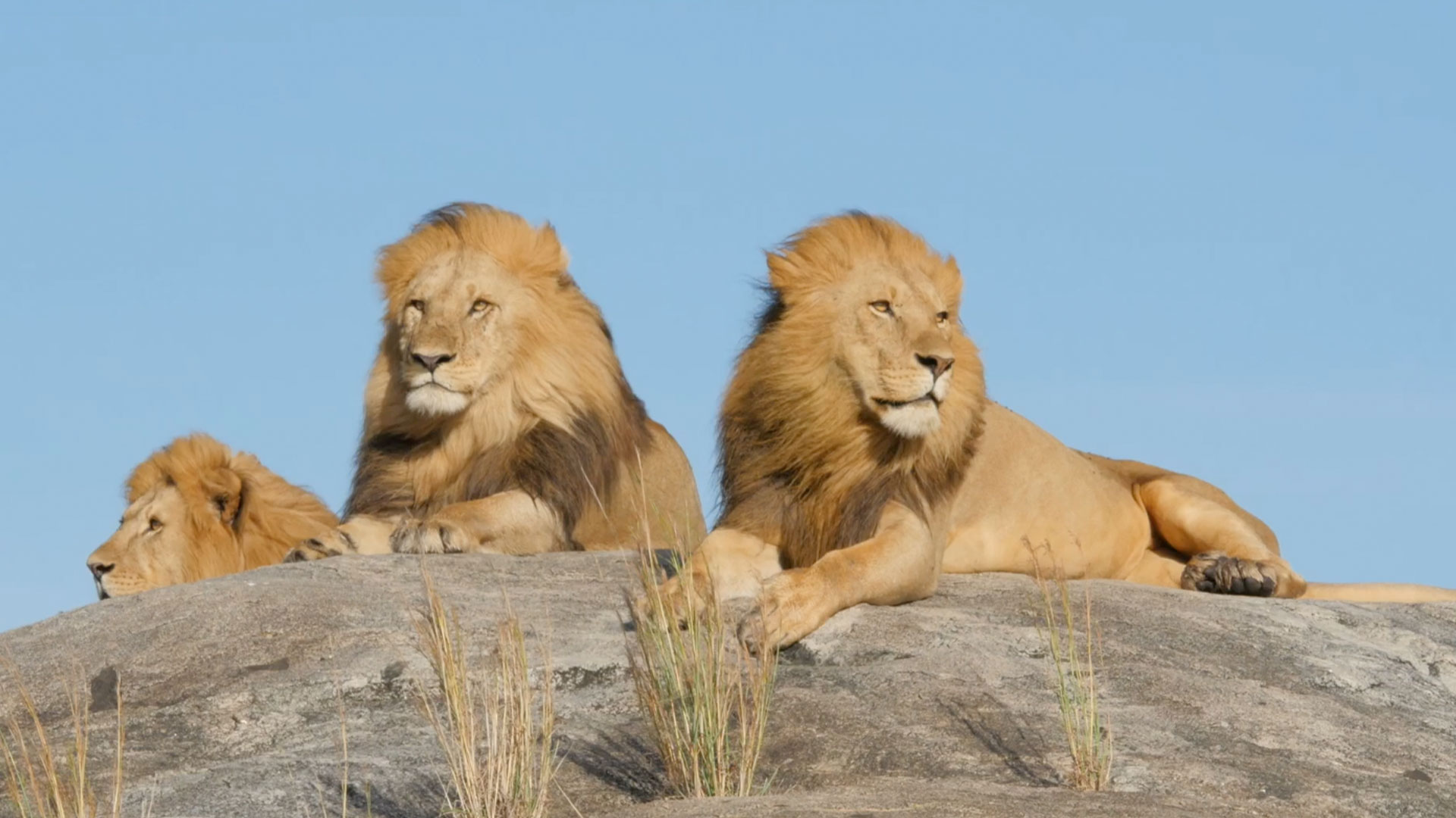 June safari in Africa