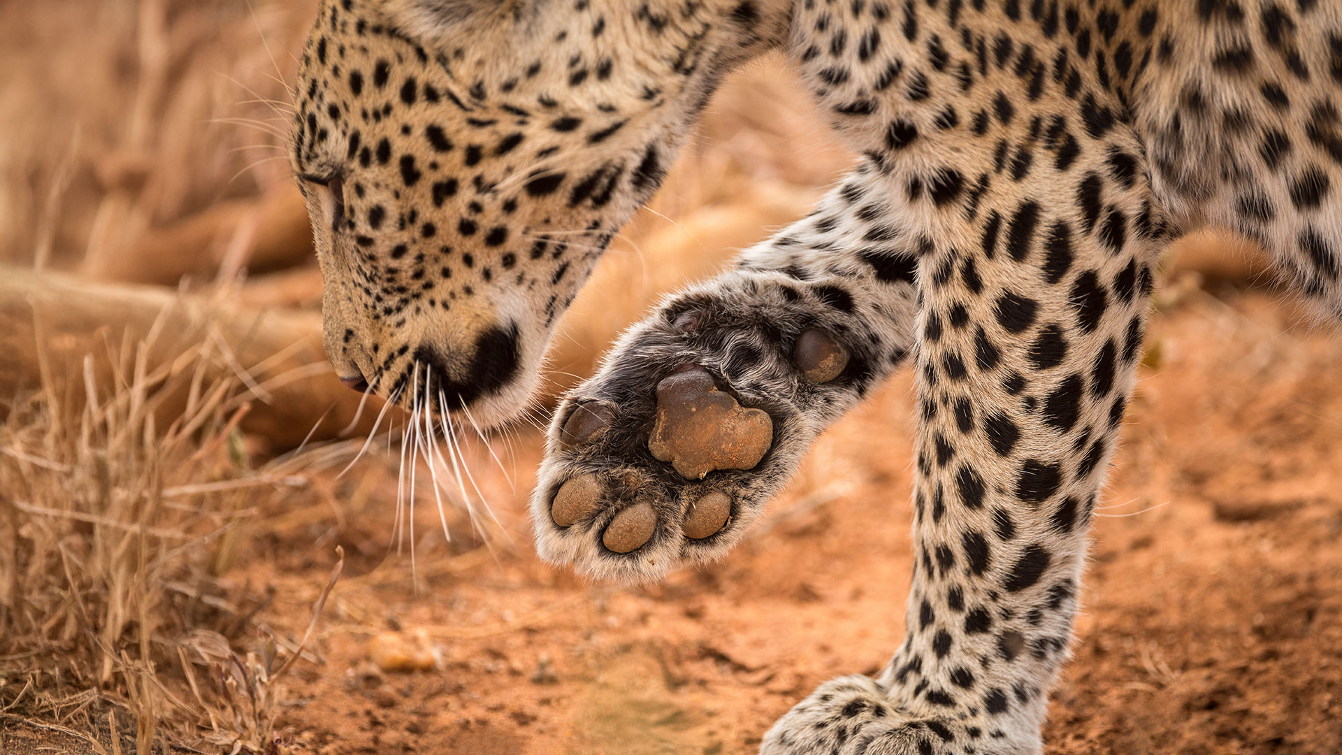 Madikwe Big 5 safari