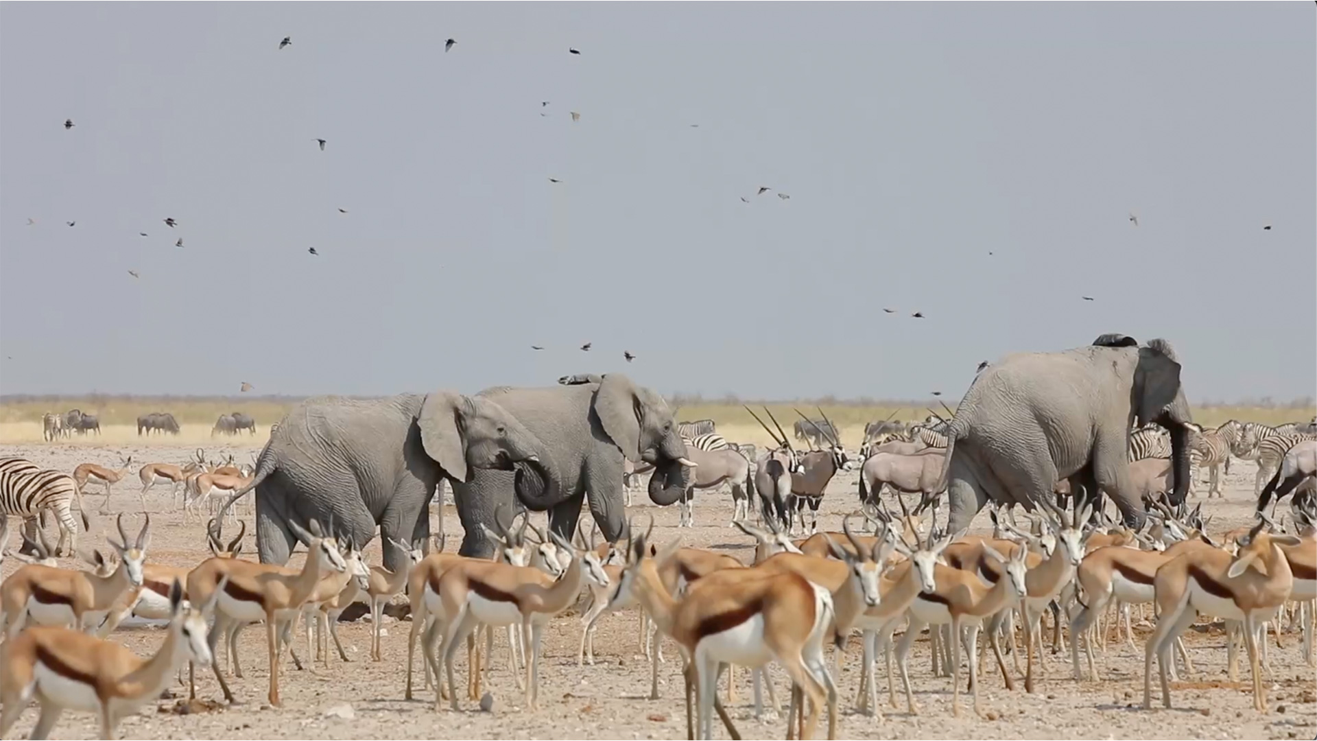 South African safari package
