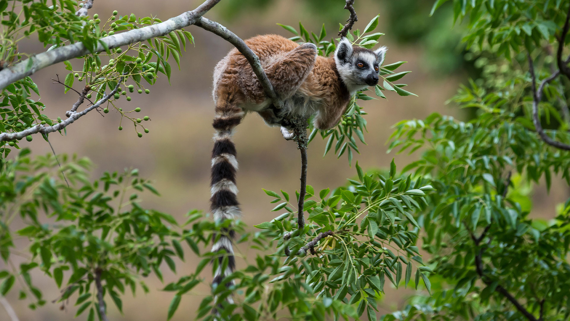 Madagascar lema safari