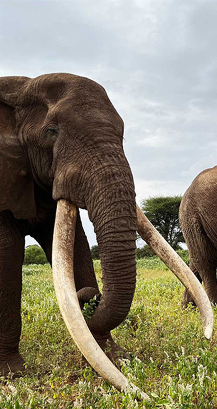 Book to see Craig the elephant