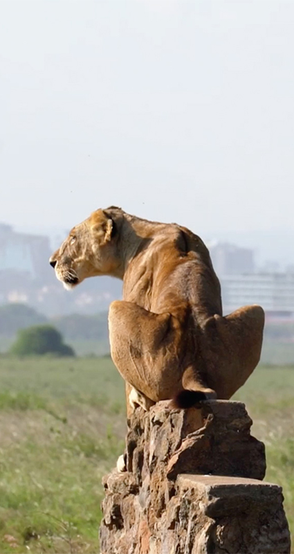 Nairobi National Park