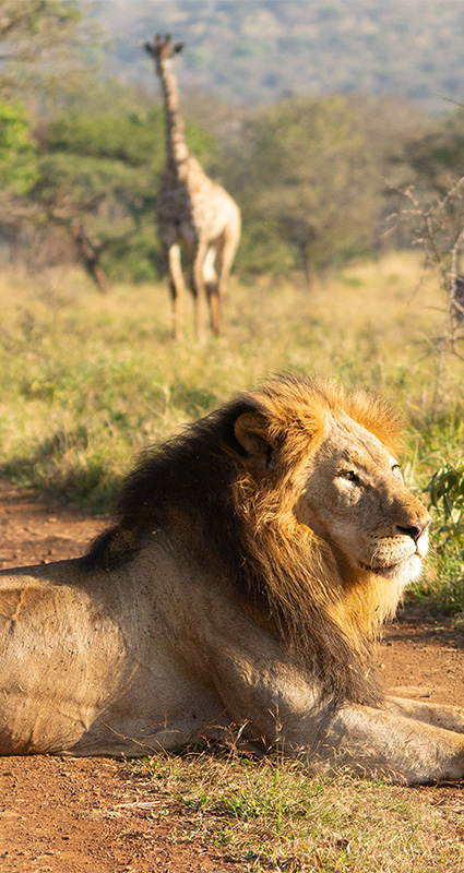 Book a luxury safari