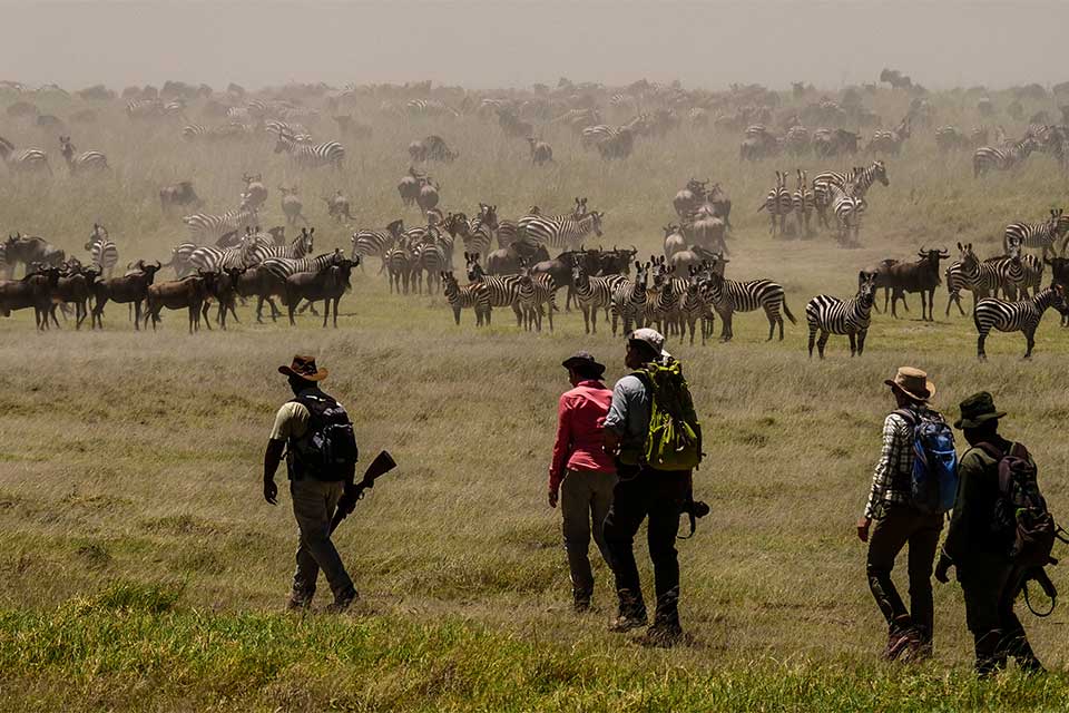 walking safari