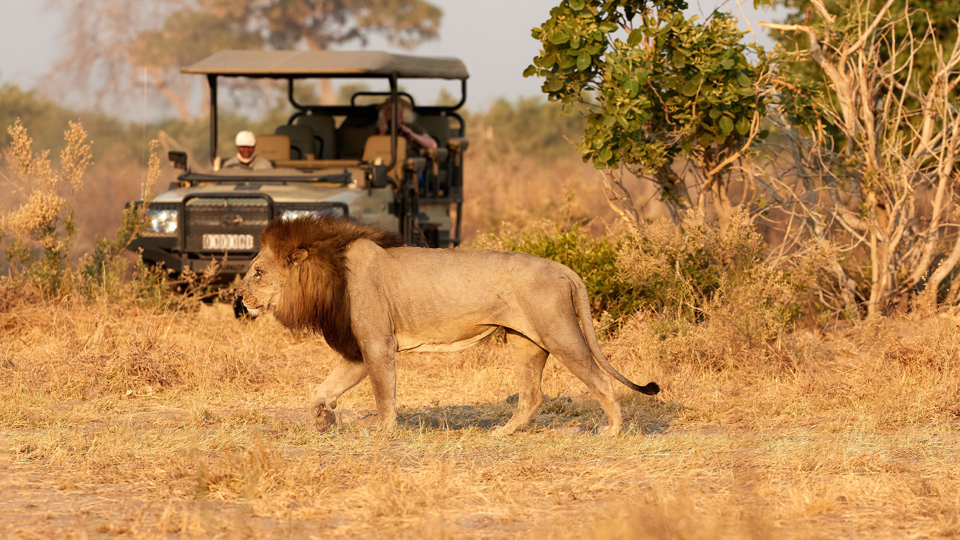 Chobe luxury safari in Savuti