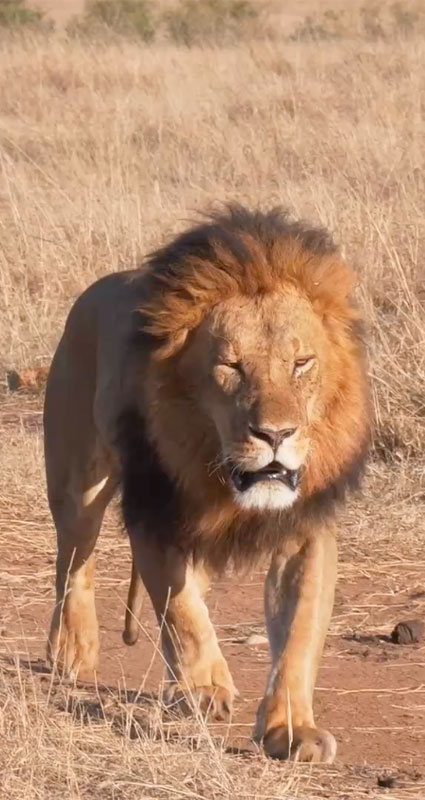 Maasai Mara Safari Packages