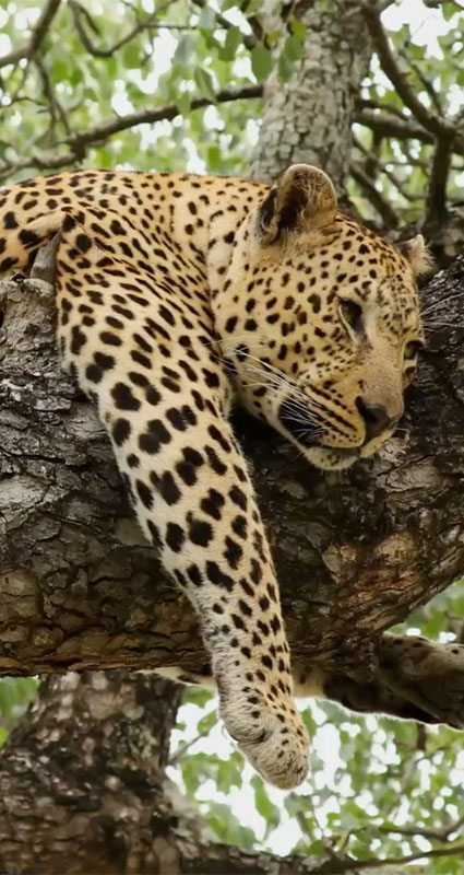 Guided Tours South Africa