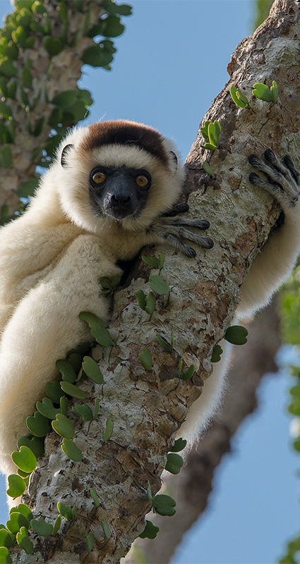 Madagascar lemur safari