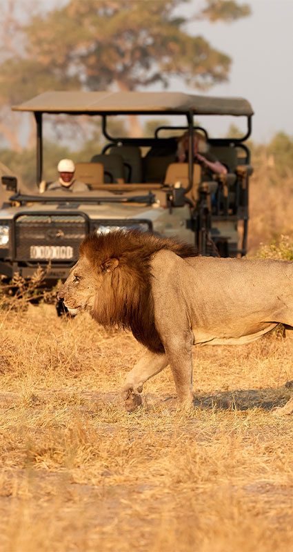 Savuti luxury safari lodges Botswana