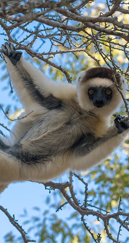 Madagascar Wildlife Safari Lemurs