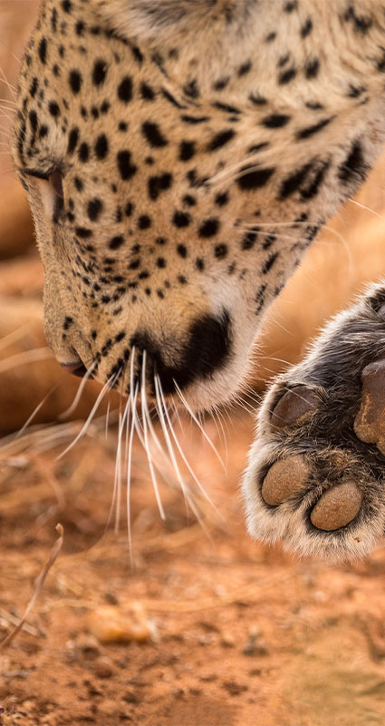 Madikwe malaria-free safari