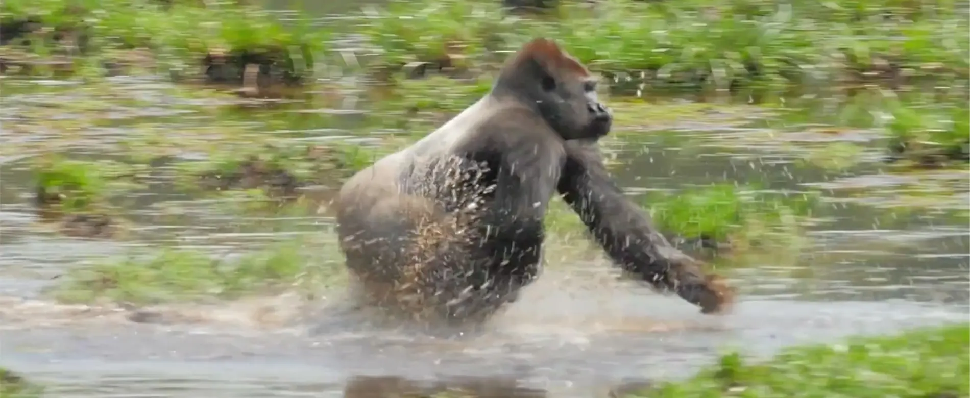 lowland gorillas in Odzala-Kokoua NP