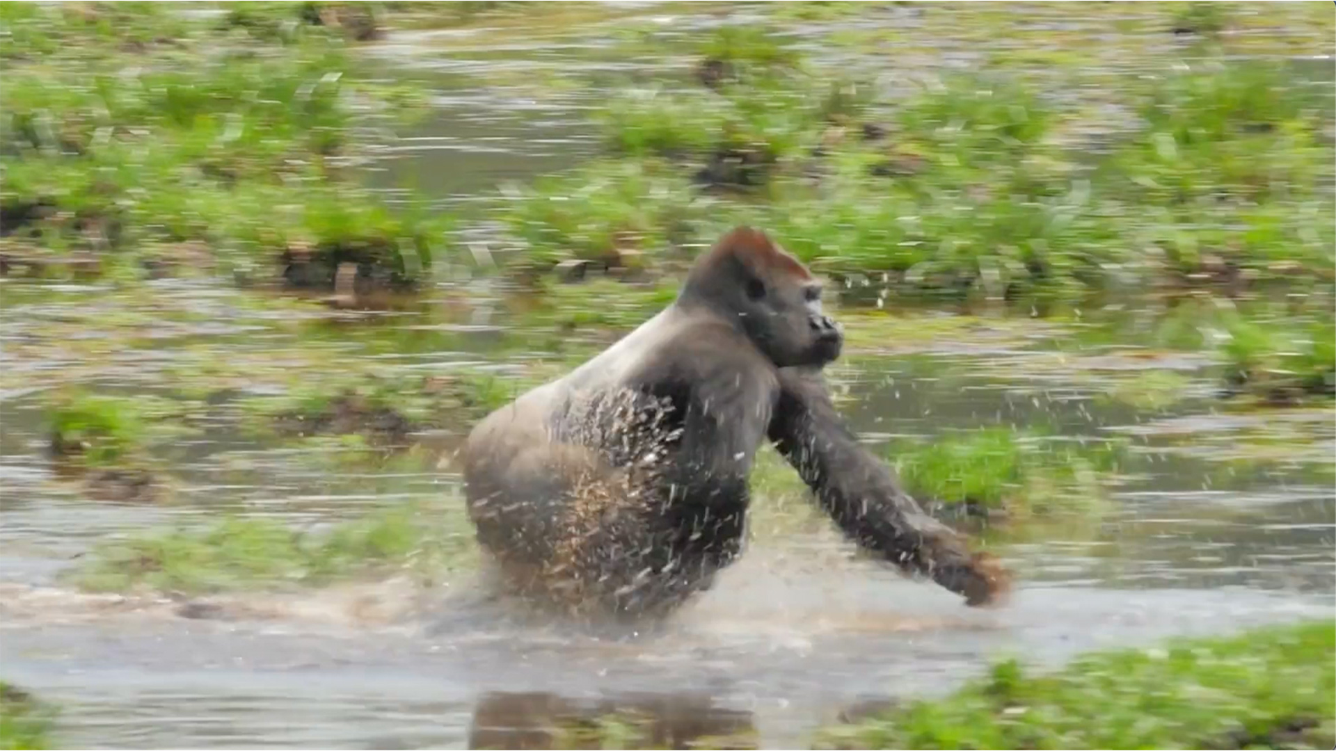 lowland gorillas in Odzala-Kokoua NP