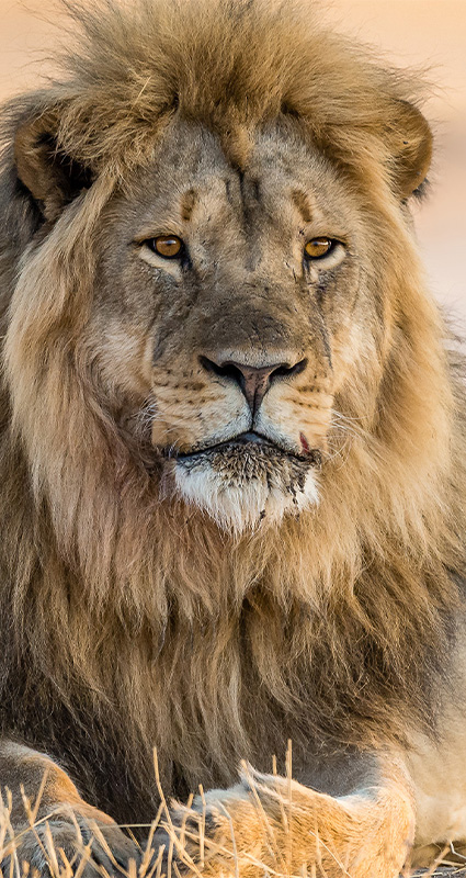 Luxury Zimbabwe safari