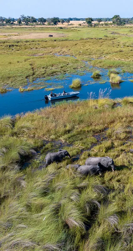 Botswanan safari