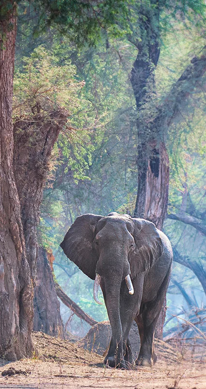 African elephant standing beneath large trees in a wooded savanna