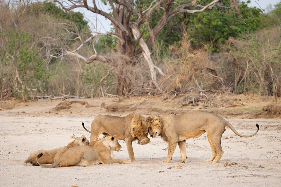 Two male lions stand facing each other while two lionesses rest on a sandy track.