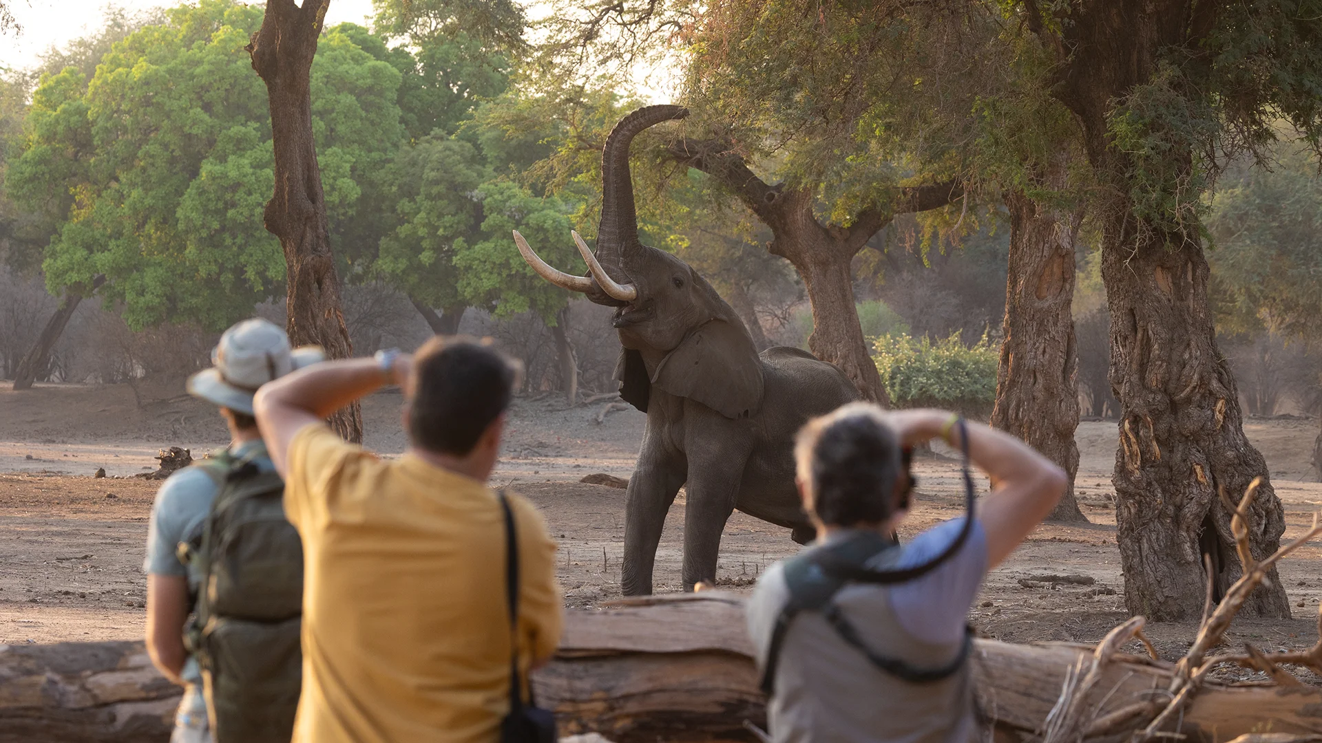 Photographers capture an African elephant reaching up to feed from a tree in Mana Pools