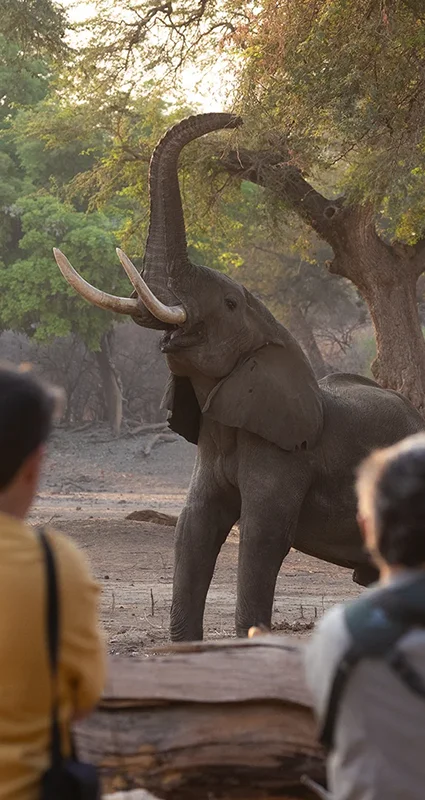 Photographers capture an African elephant reaching up to feed from a tree in Mana Pools