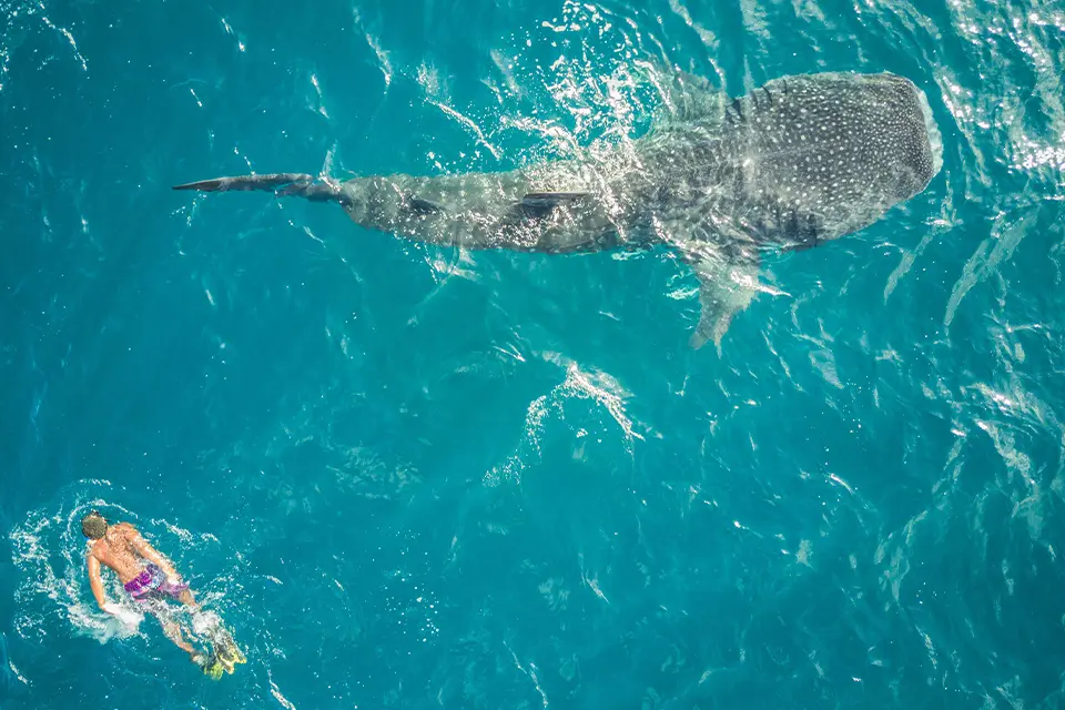 Whale shark diving