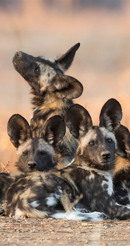 Wild dogs seen on an African luxury safari