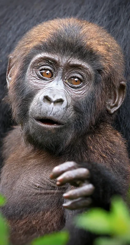 Close-up portrait of a young mountain gorilla peering curiously through forest foliage while resting beside an adult gorilla in Uganda