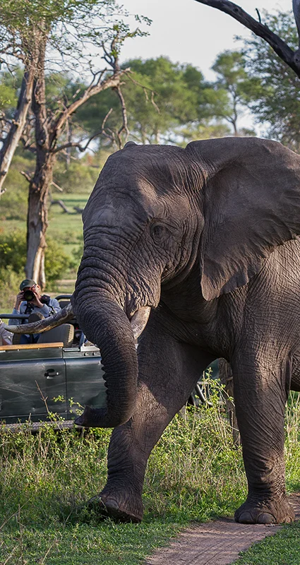 African elephant walking past a safari vehicle during a game drive in Londolozi Game Reserve, Greater Kruger