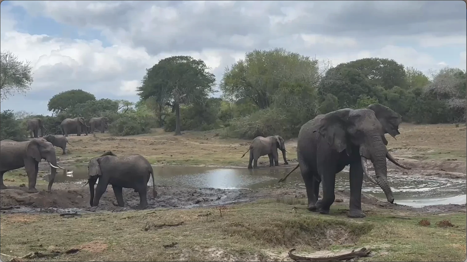 Zululand safaris